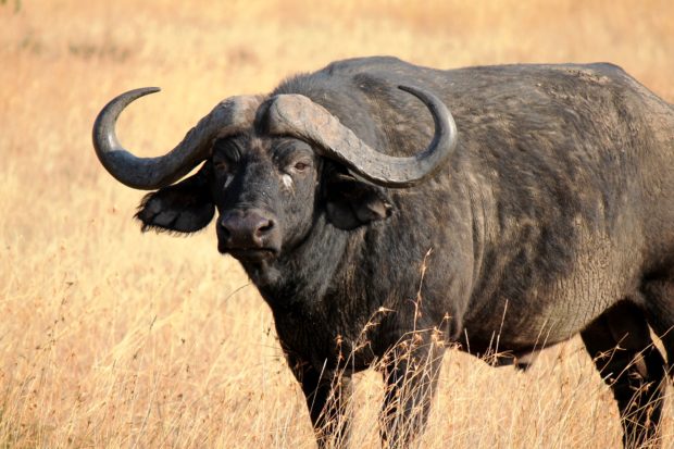 Búfalo África
