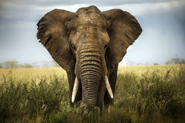 elefante África