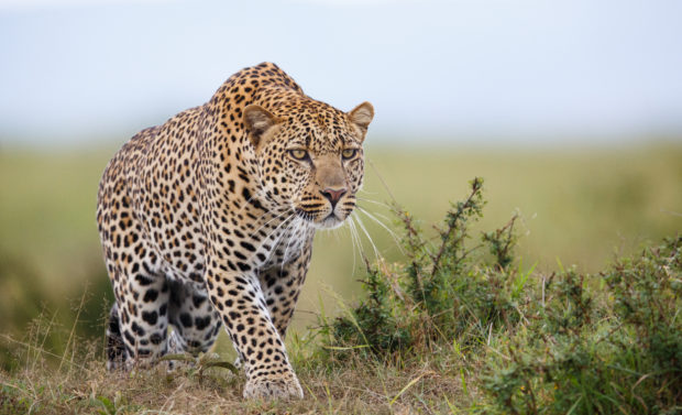 Leopardo África