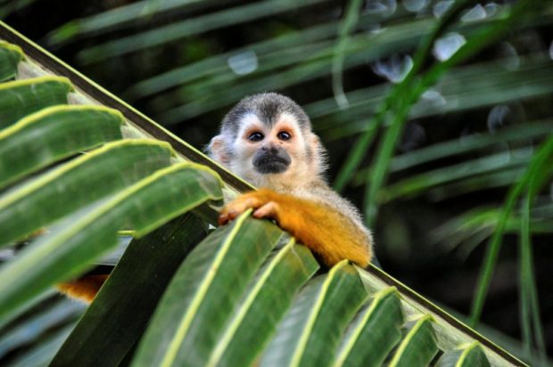 pequeño primate en parque natural en Costa Rica