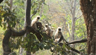 Los Monos Banderlog. Viaje a India