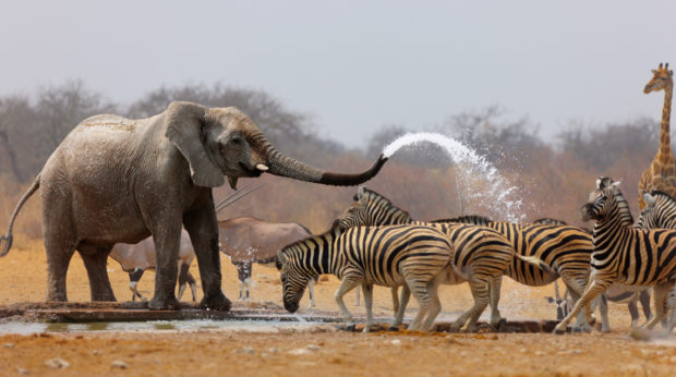 animales safari áfrica