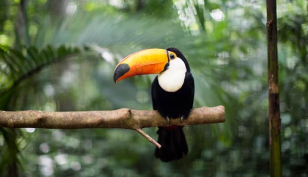 Viajes a Costa Rica. Paraíso de la Biodiversidad