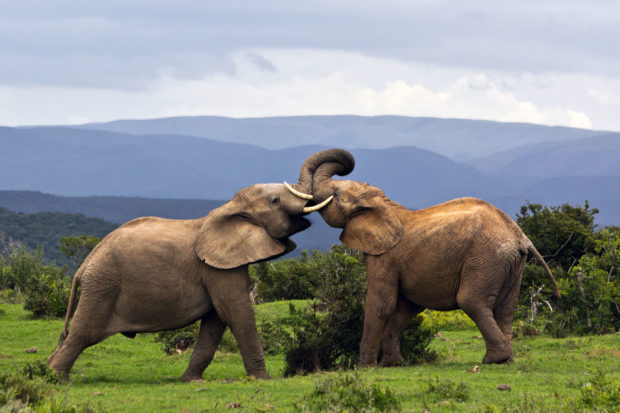 elefantes jugando