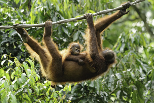 Centro de rehabilitación orangutanes Sepilok