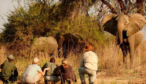 Turistas viendo elefantes en un viaje por camión en África con Tarannà Viajes con Sentido