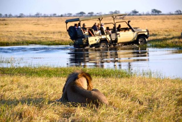 León y campero en un viaje en Botswana con Tarannà Viajes con Sentido