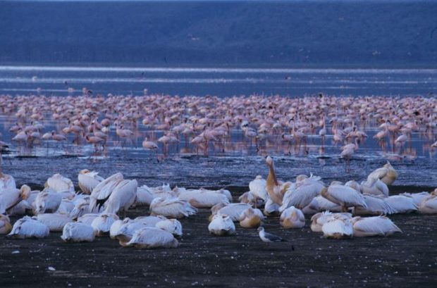 Flamingos en el Lago Nakuru