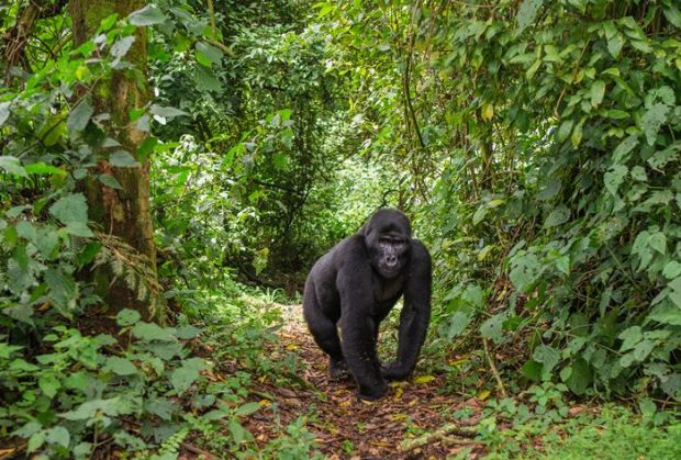 Gorila en el bosque